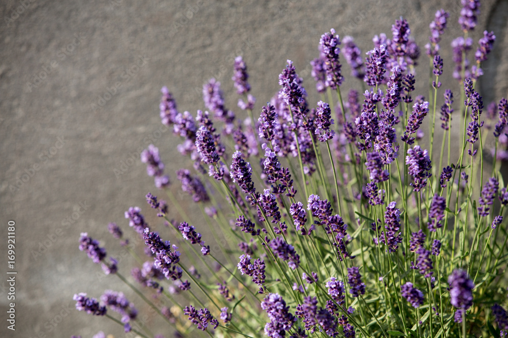 Naklejka premium Garden with the flourishing lavender