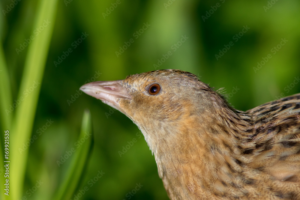 Corncrake or landrail (Crex crex) bird in close up. Grassland wildlife. Corncrake or landrail (Crex crex) bird in close up. Grassland wildlife.