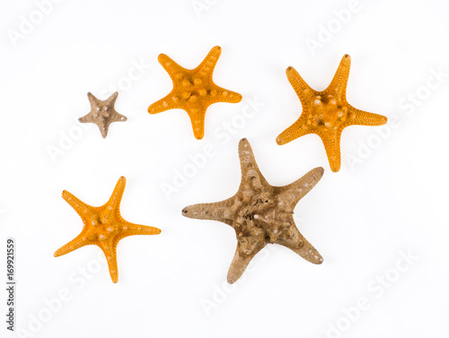 yellow starfish on a white background