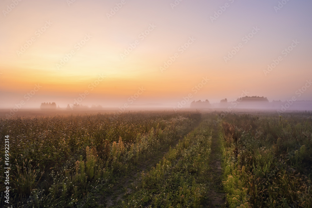 A misty gentle dawn in the fields, a dirt road escaping into the distance to the forest in the fog
