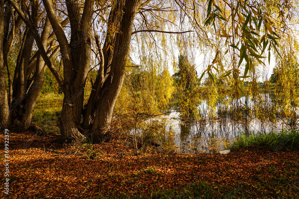 Fototapeta premium BEAUTIFUL RIVER SIDE PARK GOLDEN TREES TAYLORS LAKES VICTORIA AUSTRALIA