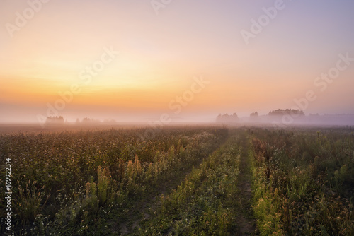 A misty gentle dawn in the fields, a dirt road escaping into the distance to the forest in the fog 