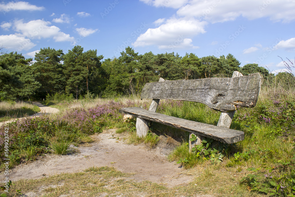 Heathland in National Park Maasduinen in the Netherlands Heathland in National Park Maasduinen in the Netherlands