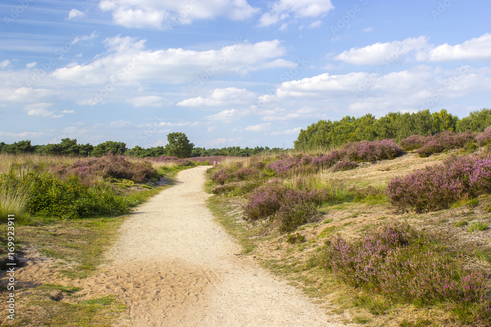 Heathland in National Park Maasduinen in the Netherlands Heathland in National Park Maasduinen in the Netherlands