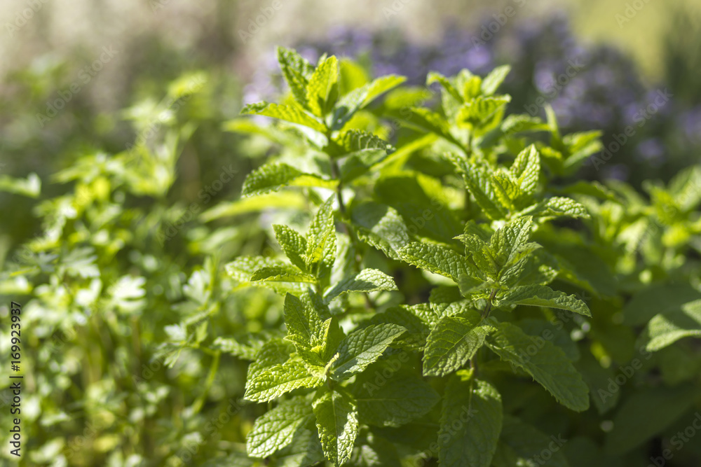 mint in a garden