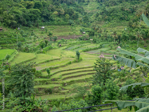 Rice terraces and a farm in Bali, Indonesia