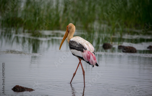 Wading Painted Stork