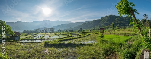 Rice terraces in the morning sun, Bali, Indonesia