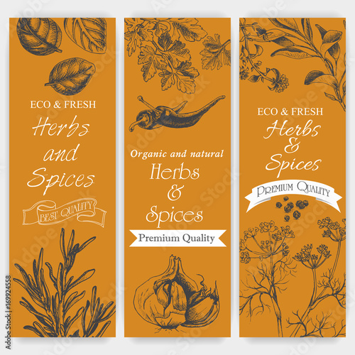 Vector background sketch herbs and spices. Banner - dill, thyme, sage, rosemary, Basil, parsley, garlic, pepper