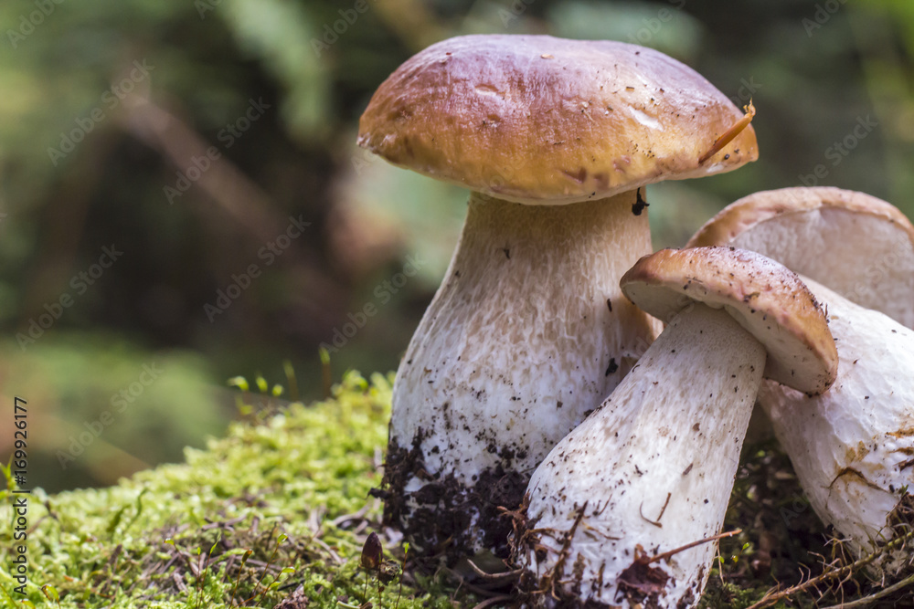 Fototapeta premium Freshly harvested porcini mushrooms in the forest on moss background