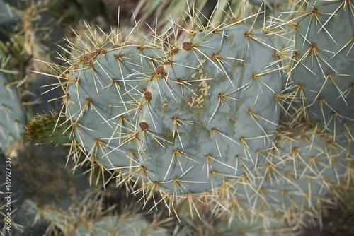 Opuntia Robusta photo