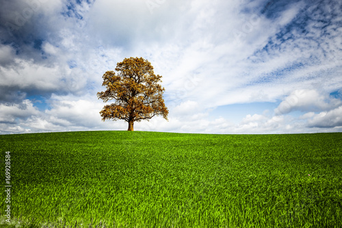 eiche im Feld