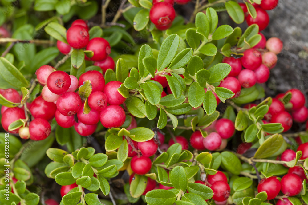 foraging bacground with edible berries