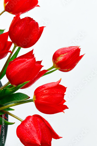 Red tulips on a white background. Postcard