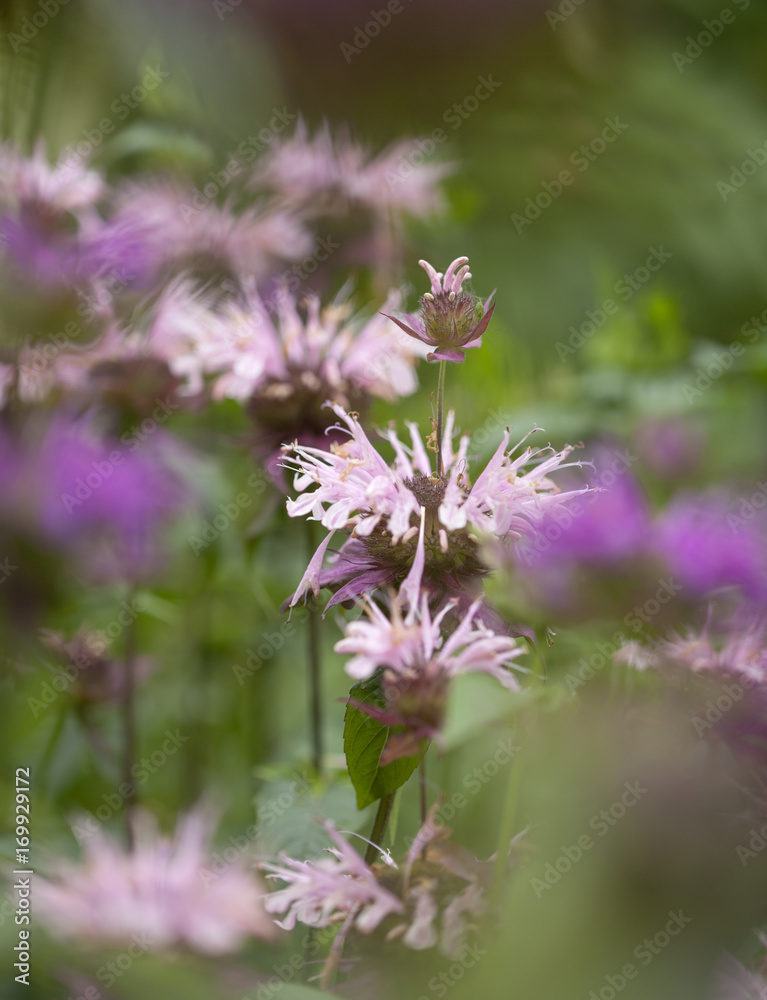 flowering pink Monarda