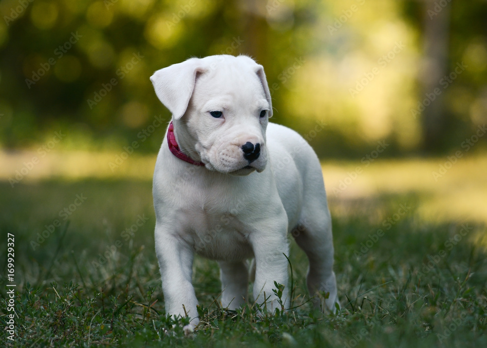 The sweet puppy Dogo Argentino standing in grass. Front view