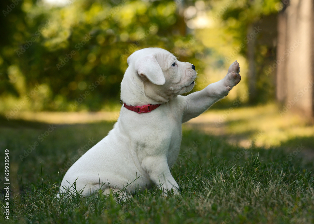 The funny puppy Dogo Argentino sitting in grass.