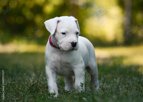 The sweet puppy Dogo Argentino standing in grass. Front view