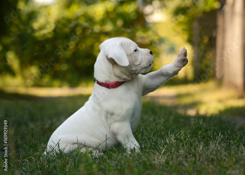 The funny puppy Dogo Argentino sitting in grass.