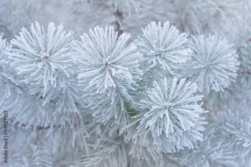 winter pine branch 