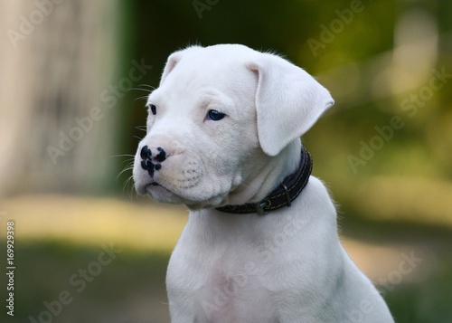 Portrait of a puppy Dogo Argentino on green background photo