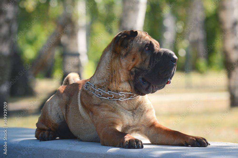 Shar Pei lies in a forest summer