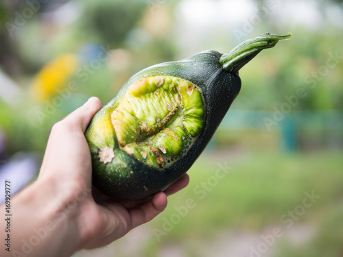 Fototapeta zucchini mutant