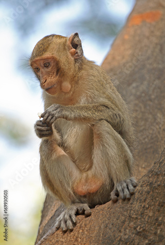 Macaque sitting and eating on the tree