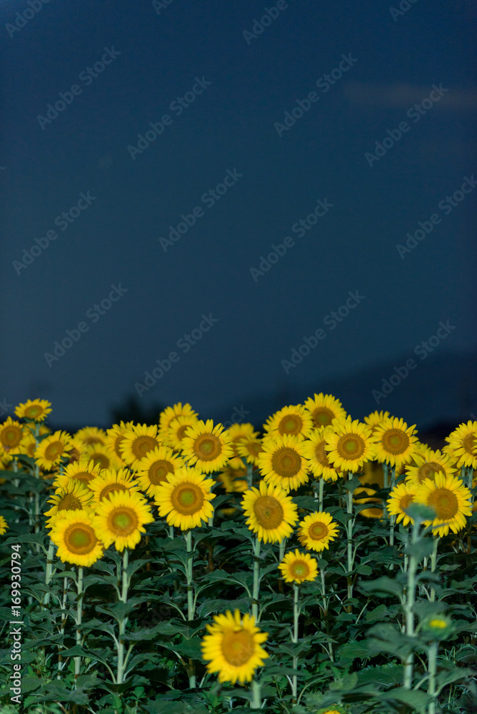 Fototapeta premium 夜の向日葵畑 