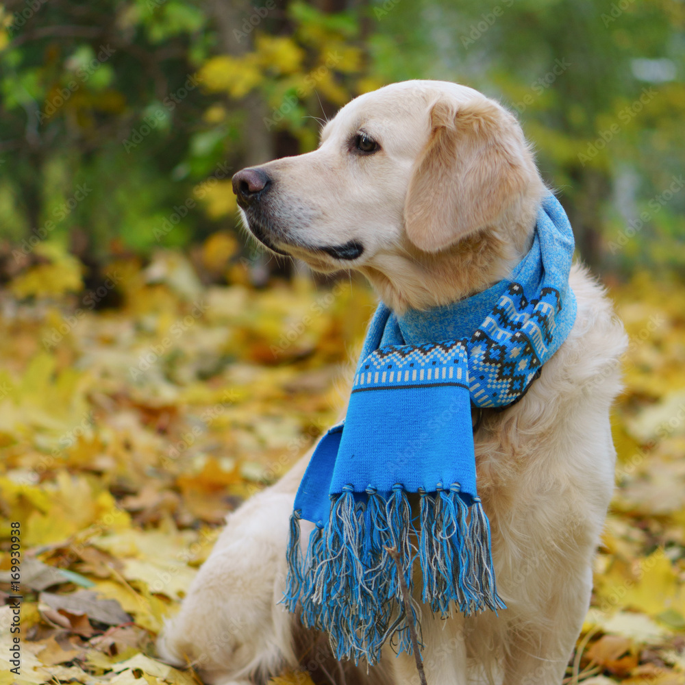 Adorable golden retriever dog wearing fancy wool scarf on fallen yellow