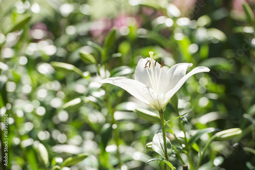 Fototapeta Naklejka Na Ścianę i Meble -  White lily. Close up of an oriental tiger lilly. Beautiful giant white lily flower close-up with green foliage at the background. Big white lily close-up on a background of green leaves top view.