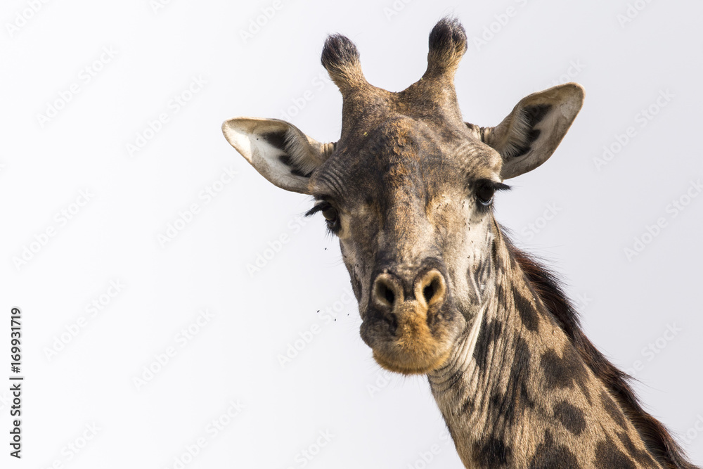 Naklejka premium Giraffe and Flies