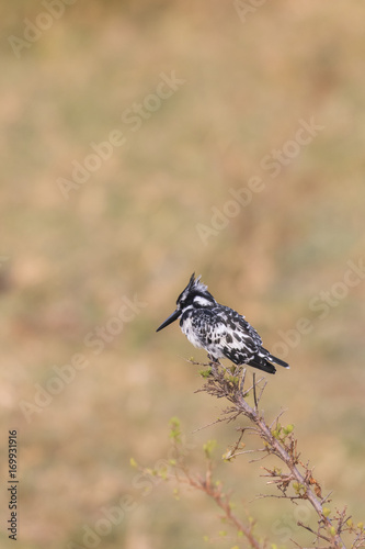 Pied Kingfisher on Branch  © Claire