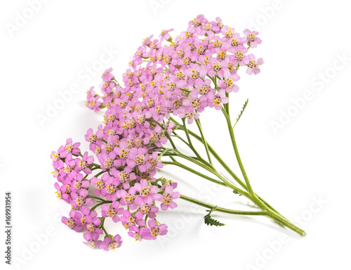 Pink yarrow flowers