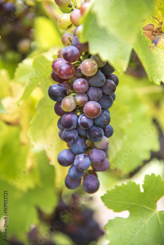 Wallpaper Mural Grapes in vineyard. Torontodigital.ca