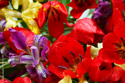 Fototapeta Naklejka Na Ścianę i Meble -  Purple Iris flower with drops of water on a background of yellow irises and Red tulips lazorikov. Postcard