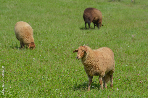 Schafe auf der Weide
