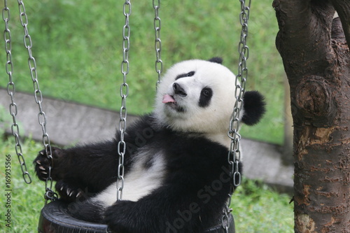 Fototapeta Naklejka Na Ścianę i Meble -  Playful happy Panda Cub on the Swing