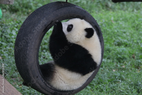 Fototapeta Naklejka Na Ścianę i Meble -  Happy Fluffy Panda Cub is playing the swing on the Playground, Chongqing,China