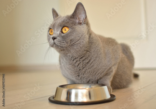 Pregnant british shorthair cat with expressive orange eyes waiting for Food.