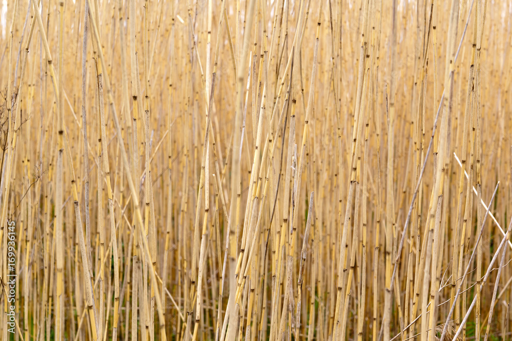 Natural light lemon yellow cane dense texture Natural light lemon yellow cane dense texture