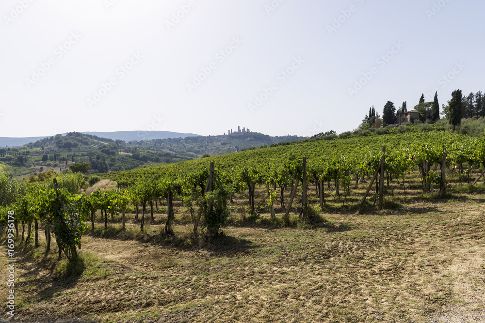 Vineyards on the Siena hills in Tuscany