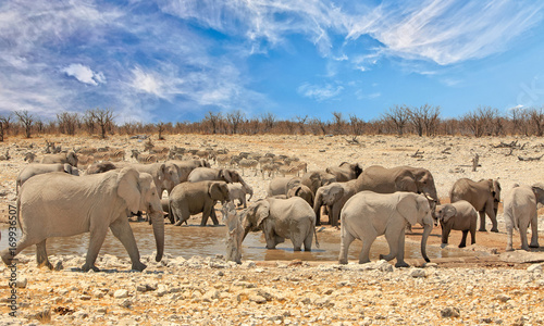 Landscape of a vibrant waterhole with a large herd of elephants and zebras with a blue wispy sky in Etosha National Park, Namibia