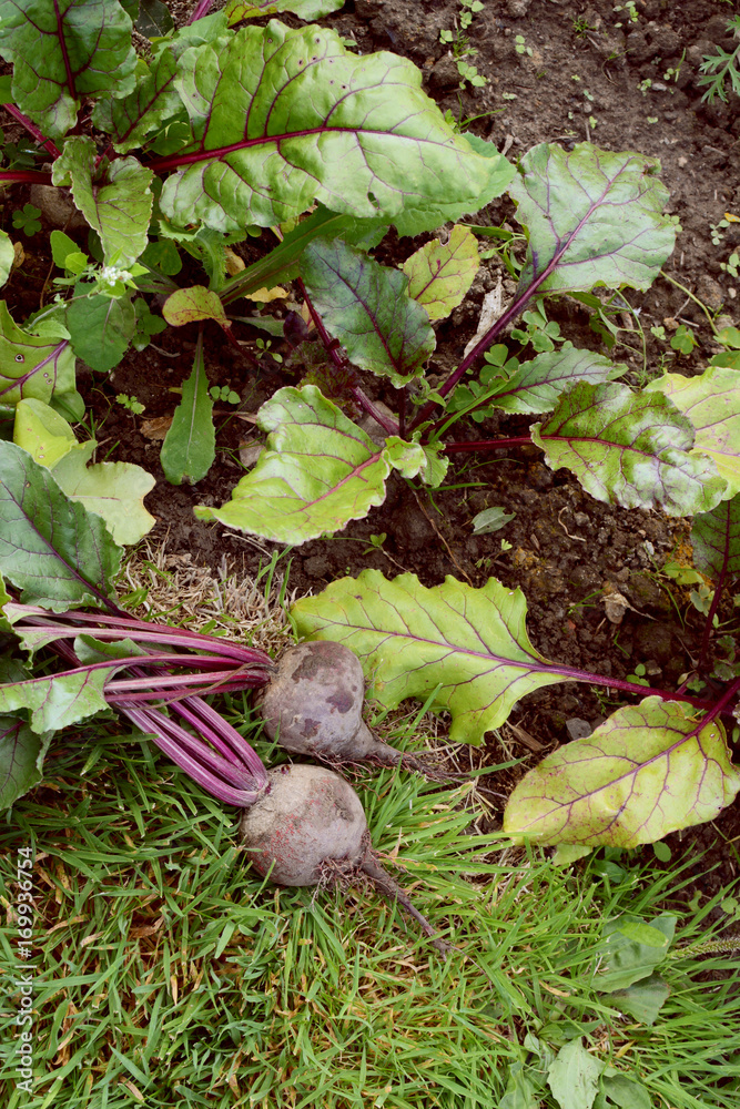 Two freshly harvested beets in an allotment Two freshly harvested beets in an allotment