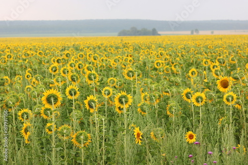 Sunflower field landscape / Sunflowers garden / Sunflower blooming / Sunflower natural background © yarbeer