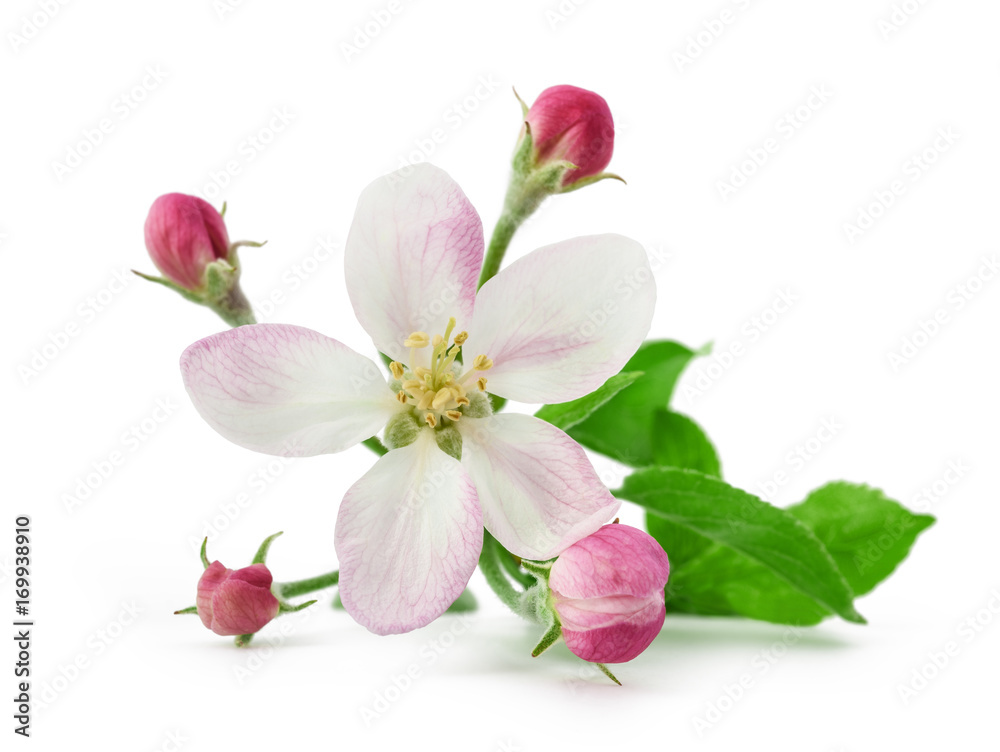 Apple Flower with buds Apple Flower with buds