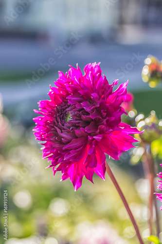 Fototapeta Naklejka Na Ścianę i Meble -  Bright pink dahlia. Nature background. Evening light