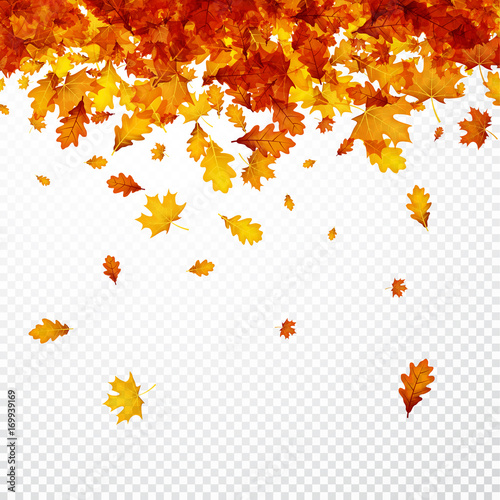 Autumn background with orange leaves.