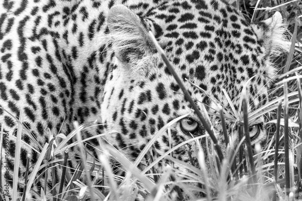 Naklejka premium Leopard peeking through grass, Black and White