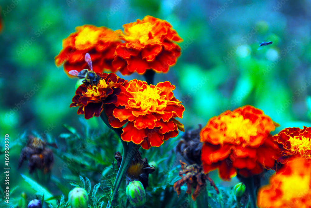 Lots of beautiful marigold flowers in the garden. Lots of beautiful marigold flowers in the garden.